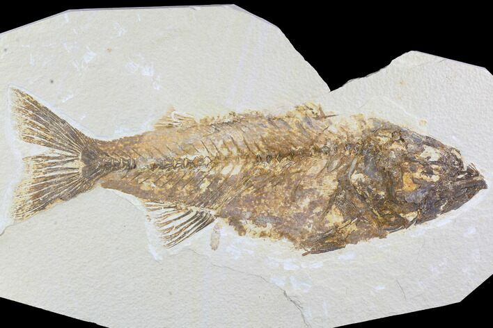 Bargain, Mioplosus Fossil Fish - Uncommon Species #91391